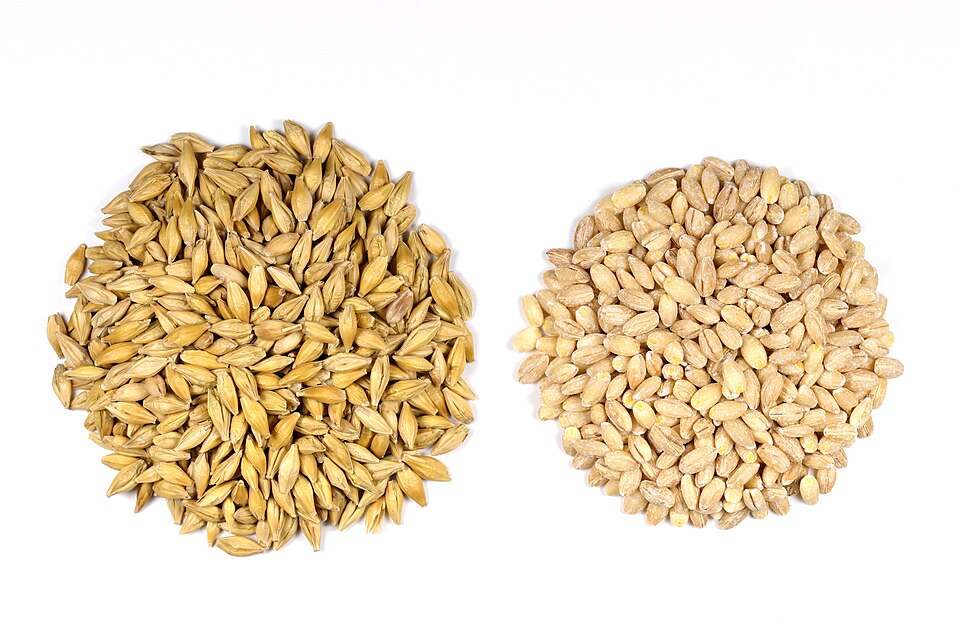 Barley (जौ) — Surtaru Impex