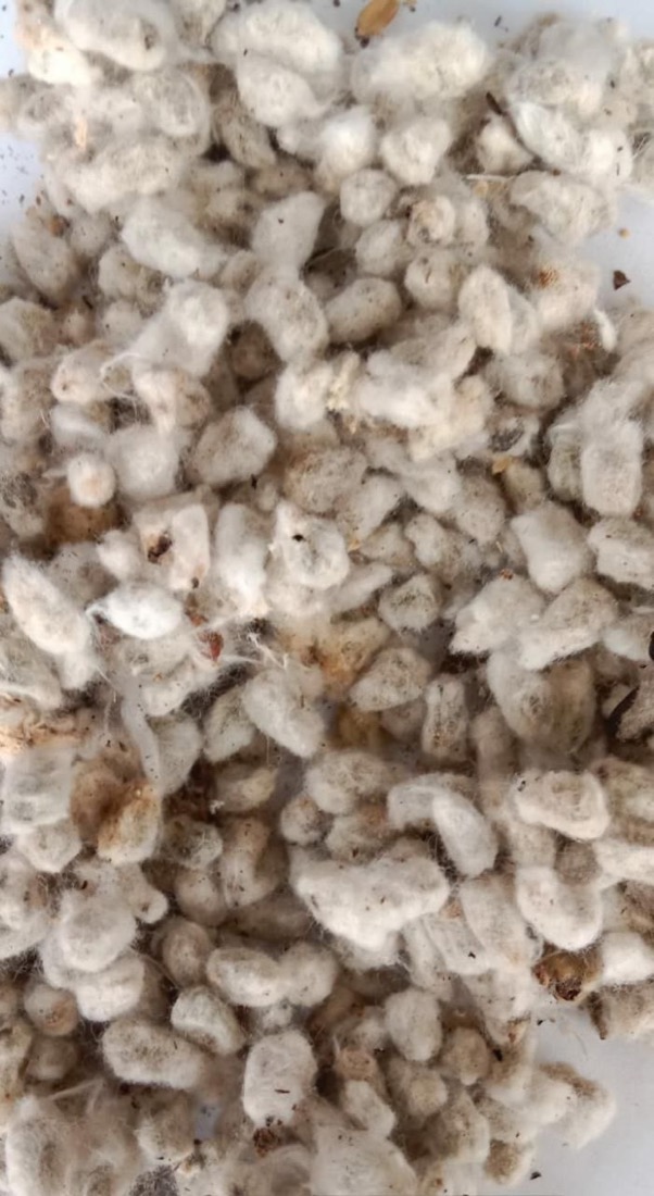 Cotton Seed (Whole) (बिनौला (साबुत)) — Surtaru Impex, Indore