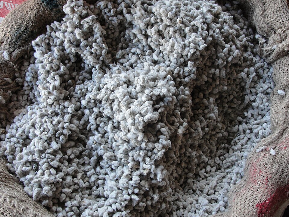 Cottonseed Cake (बिनौला खली) — Surtaru Impex