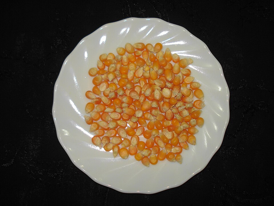 Maize (मक्का) — Surtaru Impex