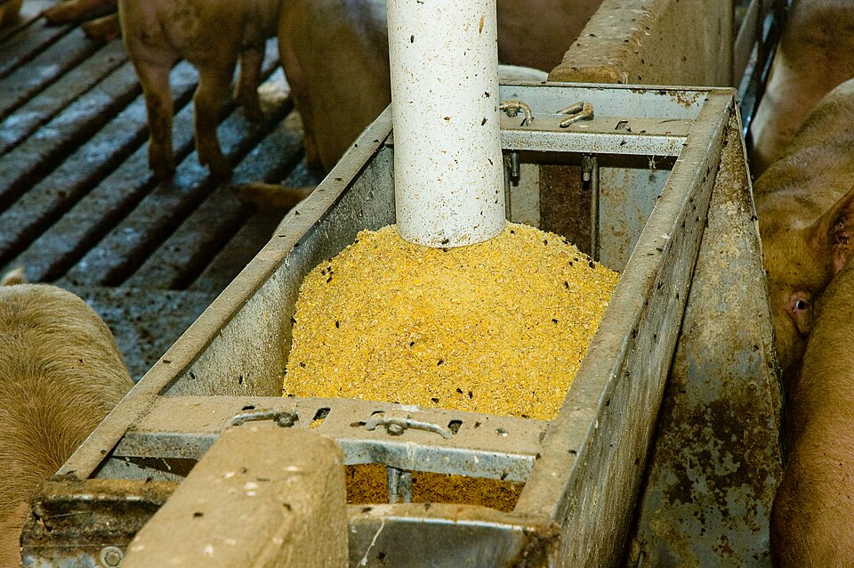 Soybean DOC / Meal (सोया खली) — Surtaru Impex