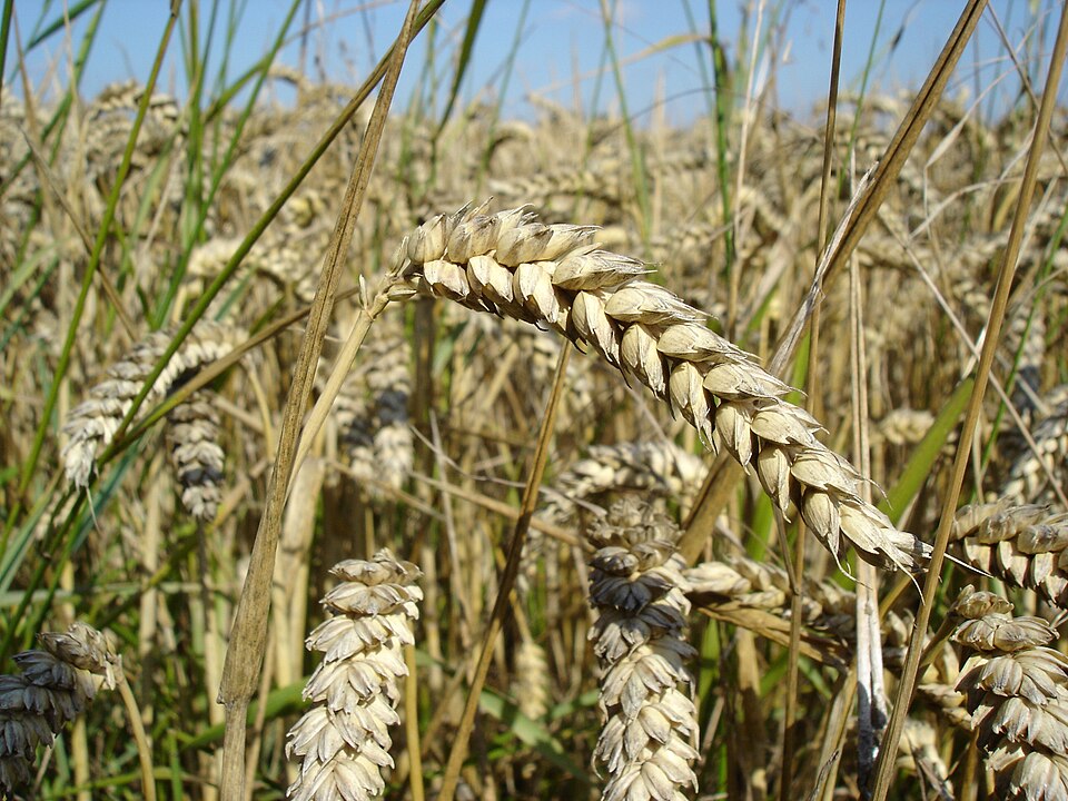 Wheat (Feed Grade) (गेहूं) — Surtaru Impex